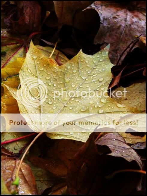 leaf2.jpg