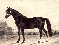 horse07.gif