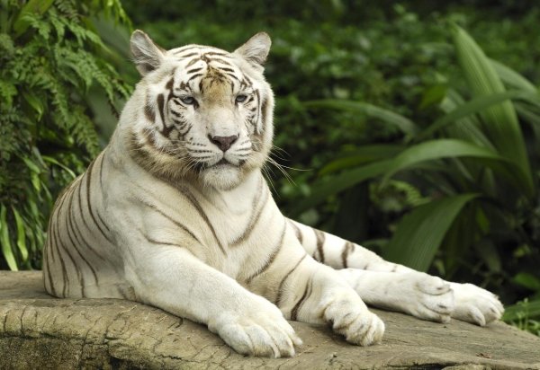 white-tiger.jpg