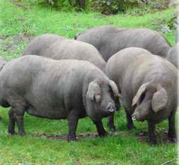 cerdo-iberico-gordo.jpg