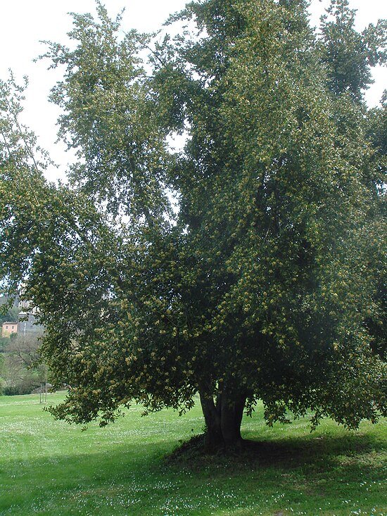 550px-Laurus_nobilis_Laurel_tree.jpg