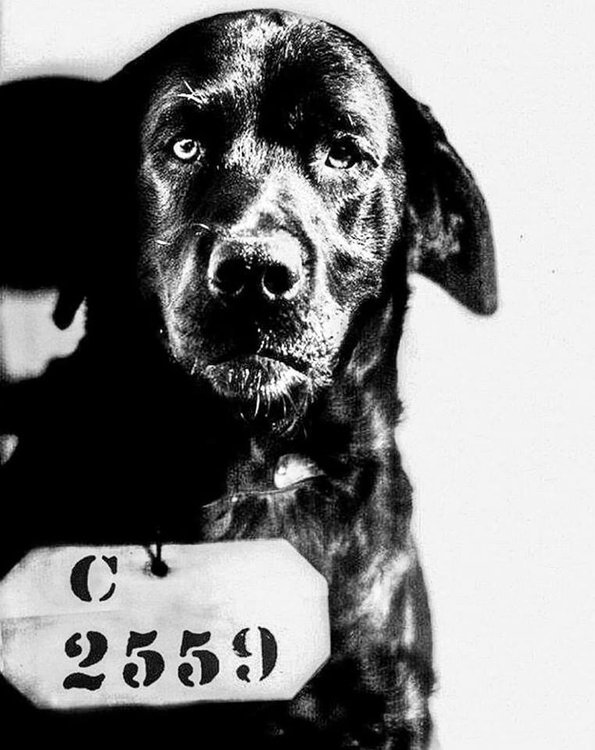 Историческое фото Пес по кличке Пип, приговоренный к пожизненному заключению за убийство кота губернатора. США, 1924 год.jpg